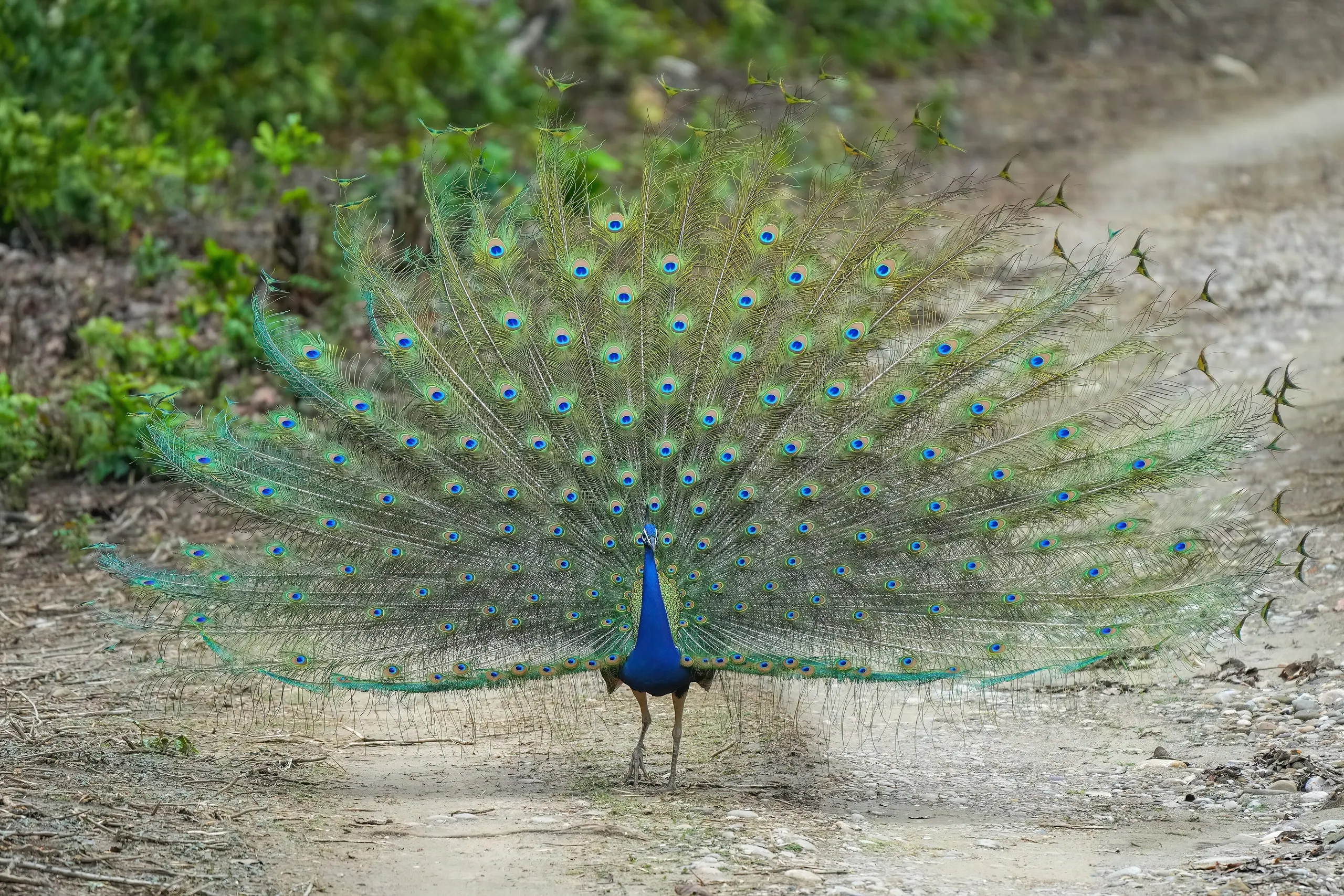 Jim Corbett — 023 Indian peafowl in Jim Corbett National Park Photo by Giles Laurent