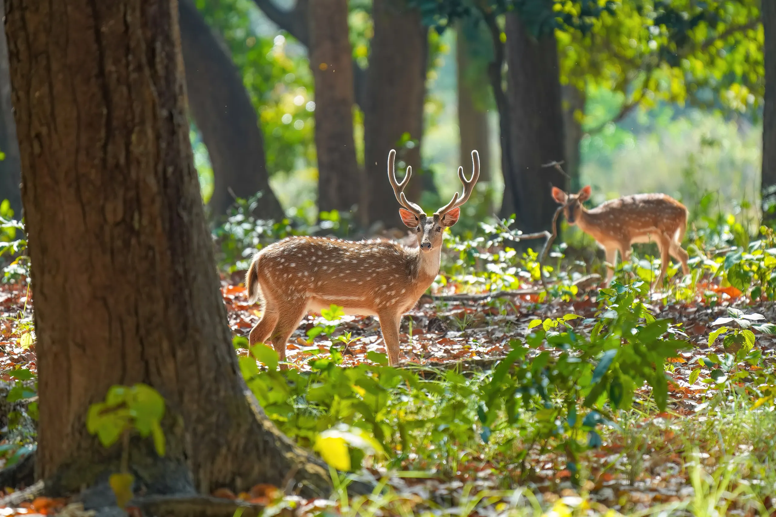 Jim Corbett — 025 Chitals in Jim Corbett National Park Photo by Giles Laurent