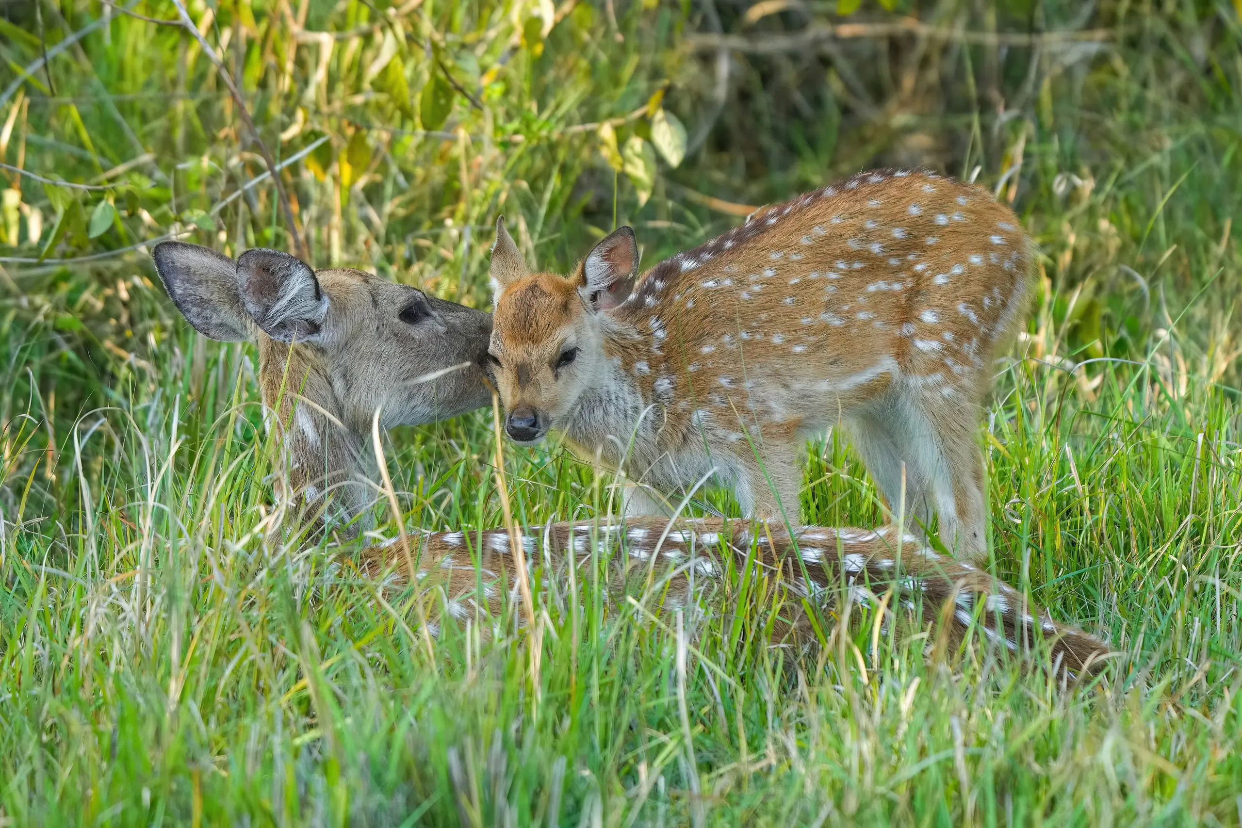 Jim Corbett — 026 Chital mother grooming her baby in Jim Corbett National Park Photo by Giles Laurent
